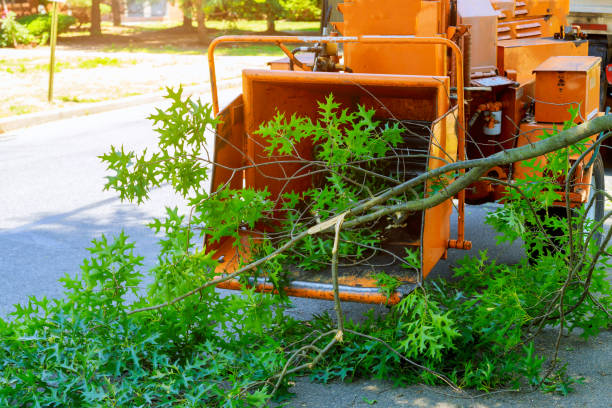 Best Stump Grinding and Removal  in Ingleside, TX