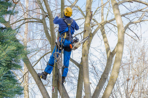 How Our Tree Care Process Works  in  Ingleside, TX