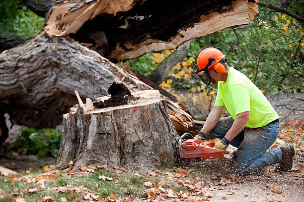 Ingleside, TX Tree Services Company